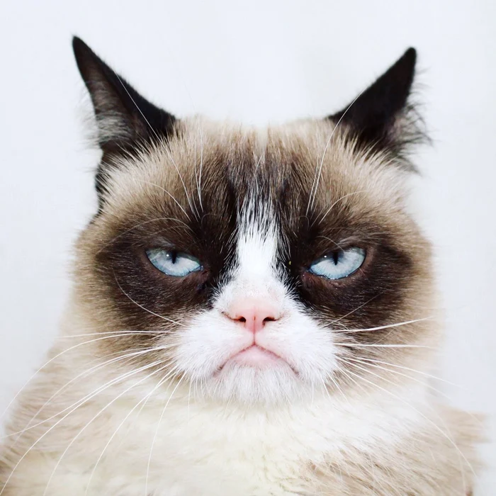 grumpy cat