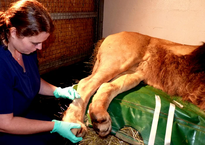 Nicki Grint îi face acupunctură leului Lucifer