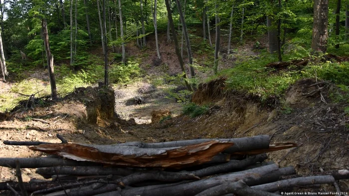 Parcelă de pădure degradată din pădurea de lângă Câmpuri, Vrancea