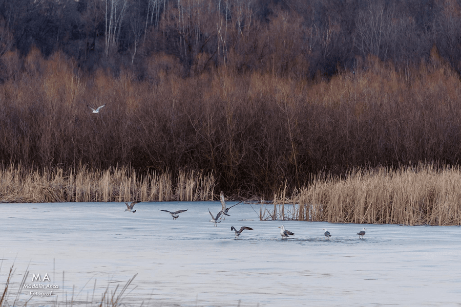 Delta dintre dealuri. Imagini superbe cu zona mlăștinoasă de lângă Barajul Pucioasa FOTO