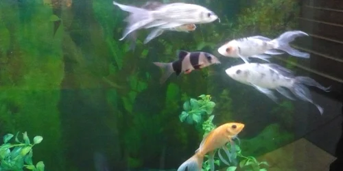 În acvarii cresc numeroase specii de peşti