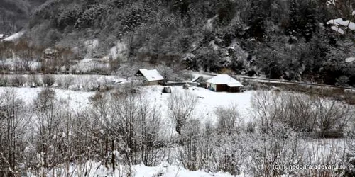 runcu mare foto daniel guta adevarul