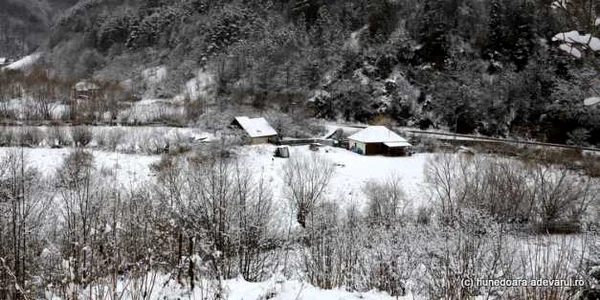 runcu mare foto daniel guta adevarul