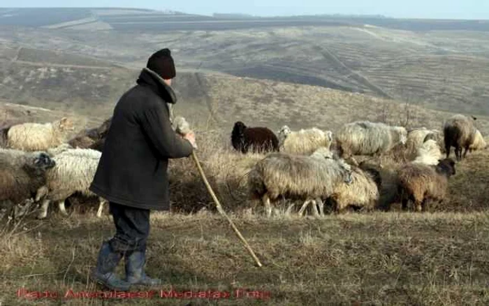 Prinşi cu oile furate FOTO Arhivă Adevărul