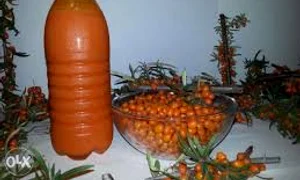 sirop de catina ok ro jpg jpeg