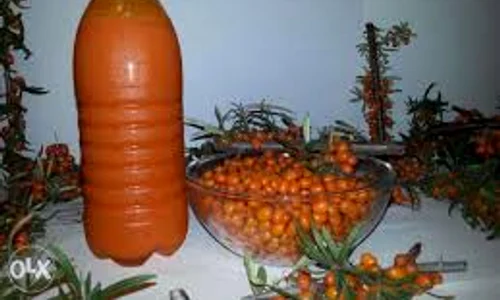 sirop de catina ok ro jpg jpeg