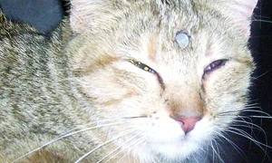 CLIIMA20100525 0105 1 jpeg