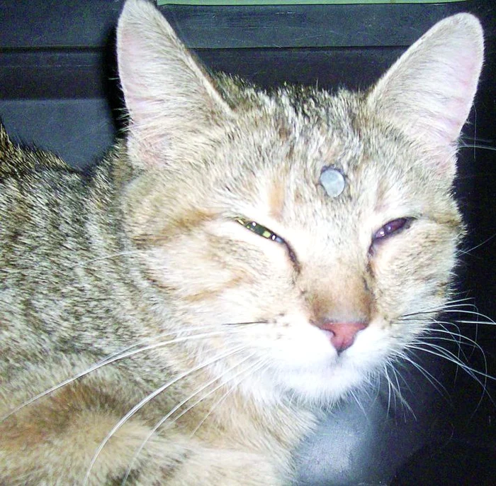 
    Pisica rătăcea speriată când  a fost găsită  de salvatori  