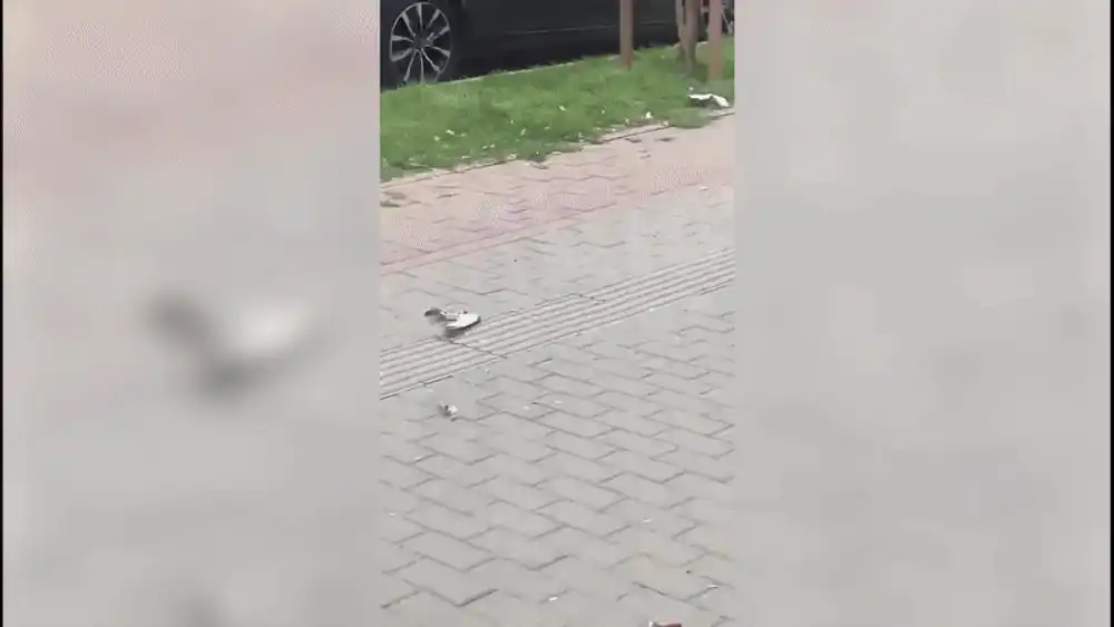 O femeie a șocat trecătorii din Iași după ce a prins și a mâncat un porumbel, în plină stradă. A ajuns la Institutul de Psihiatrie Socola