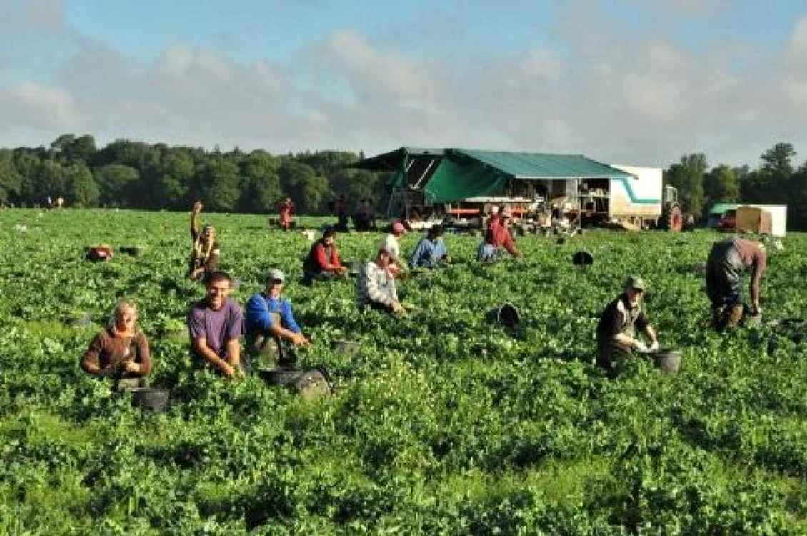 Muncitorii vor lucra 6 zile pe săptămână FOTO: Arhivă Adevărul