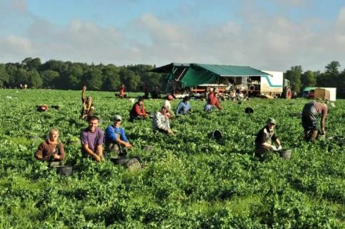 Muncitorii vor lucra 6 zile pe săptămână FOTO: Arhivă Adevărul