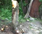 A murit după ce a vrut să scoată un copac din rădăcini