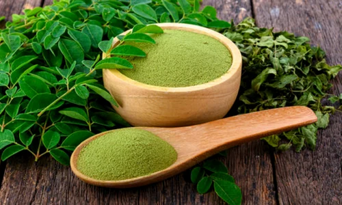 moringa palnta istock jpg