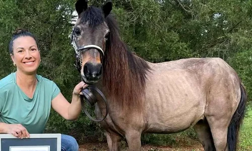 cal pitic coada uriasa sweetie cartea recordurilor jpg