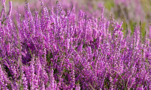 1 iarba neagra jpg jpeg