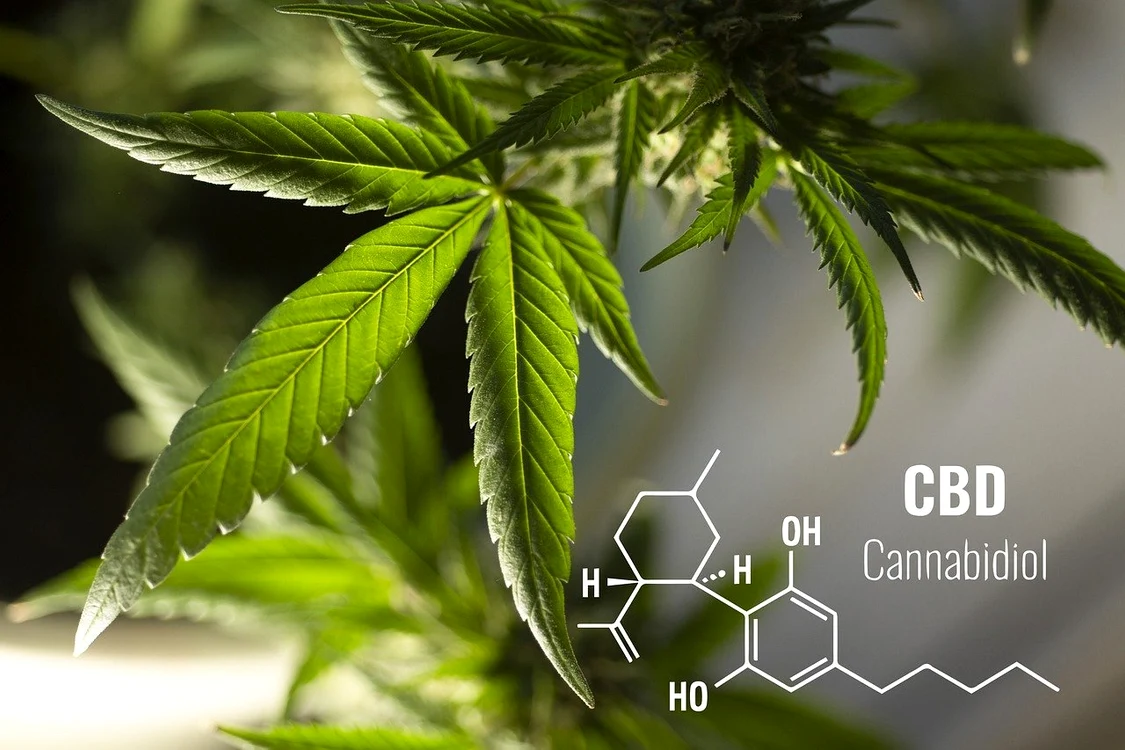 EFSA a stabilit o doză "sigură" de CBD. FOTO: arhivă