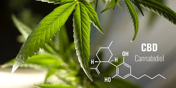 1 cbd jpg jpeg