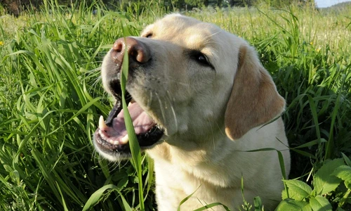 1 80737 original jpg jpeg