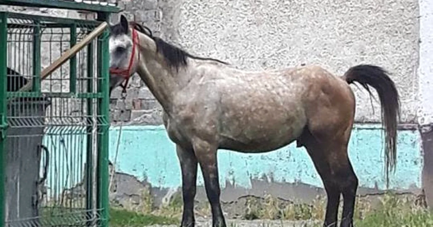 La patru ore după accident, calul şi proprietarul erau în acelaşi loc, in spatele blocului    Foto: Adriana Curmei