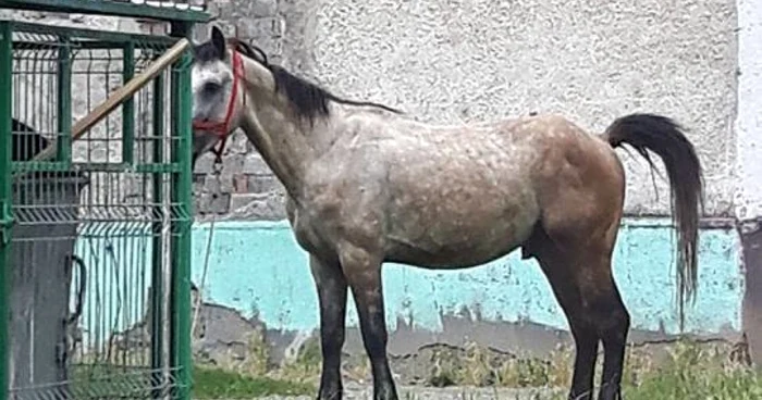 La patru ore după accident, calul şi proprietarul erau în acelaşi loc, in spatele blocului Foto: Adriana Curmei