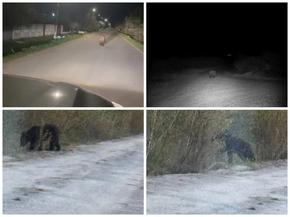 Ursii au fost fotografiați în două localități din Olt FOTO: colaj 