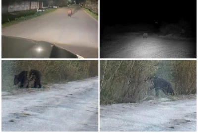ursi olt   foto colaj jpeg