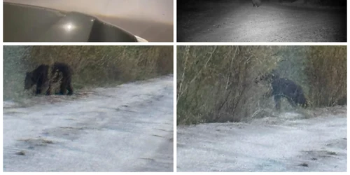 ursi olt   foto colaj jpeg