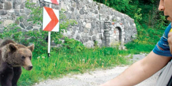 Atacul urşilor bruni, o problemă la care România nu are soluţii