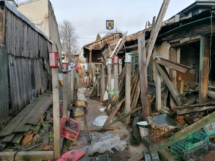 Câinii riscau să se rănească în curtea unde erau ținuți FOTO IPJ Brăila