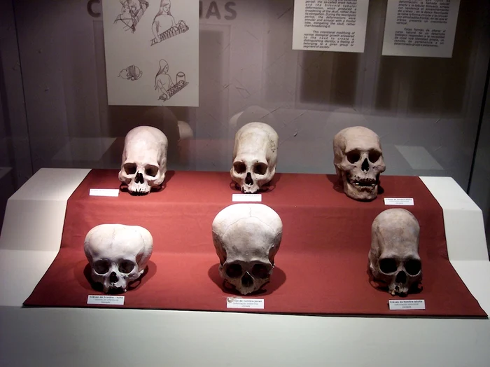 Cranii paracas FOTO wikipedia