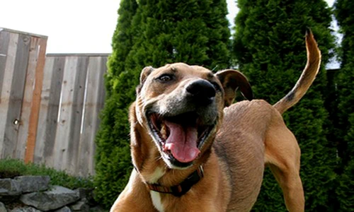 1 48335 original jpg jpeg