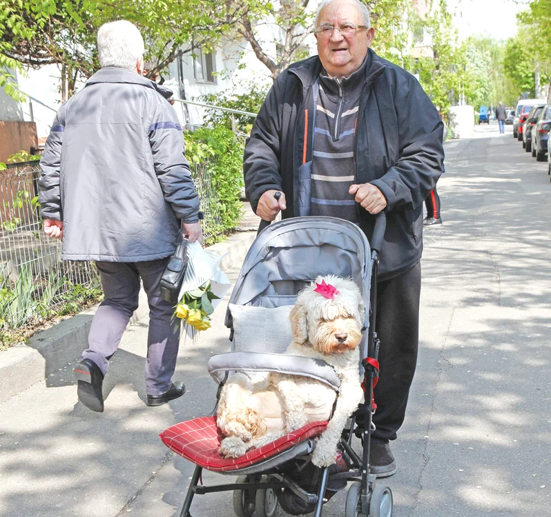
    Cățelușa este plimbată cu căruciorul de copii  pentru că nu se poate deplasa singurăfotografii: Florin Şuler  