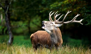 Cerb Sursa Freepik com jpg