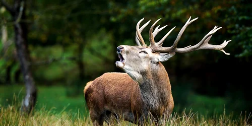 Cerb Sursa Freepik com jpg