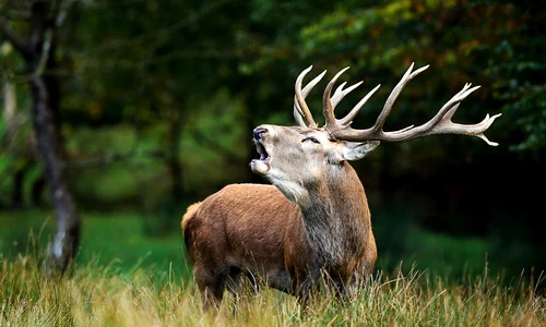 Cerb Sursa Freepik com jpg