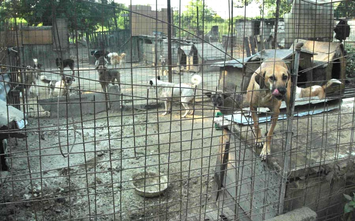 Amenzile pentru rele tratamente aplicate animalelor s-au mărit de patru ori. Foto: ziardecluj.ro
