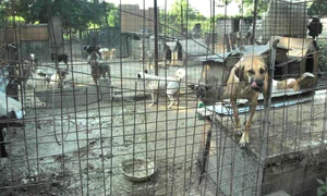 adapost caini ziare 0 jpg