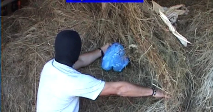 Poliţiştii au găsit ascunsă aproape toată cantitatea de cannabis. FOTO: captură Poliţia Română