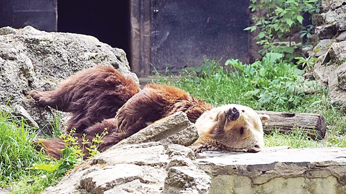 Ursul este leşinat de căldură