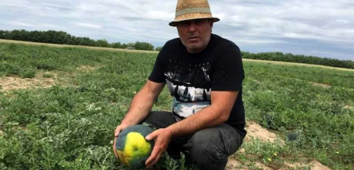 Pepenii de Dăbuleni au fost ciuruiţi de grindină