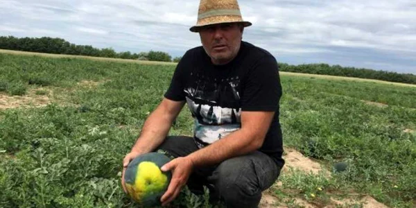 Pepenii de Dăbuleni au fost ciuruiţi de grindină 