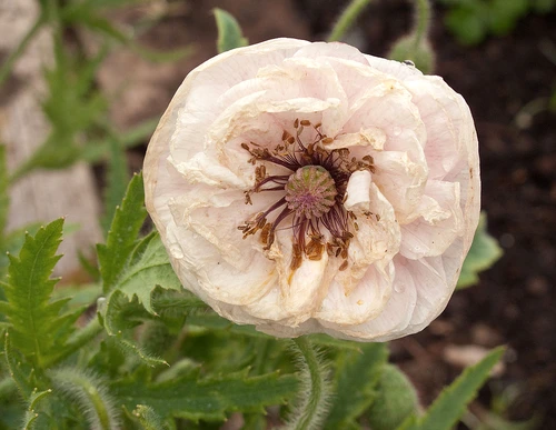 Shirley Poppy white jpg jpeg