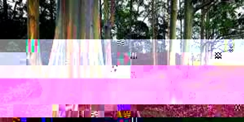 cei mai ciudati copaci din lume