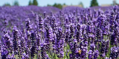 lavanda foto gardendesign.com