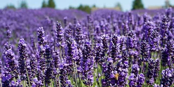 lavanda foto gardendesign.com