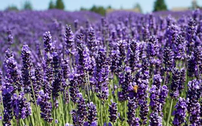 Lavanda cultivată trebuie ferită de lumina soarelui şi de umiditate FOTO: gardendesign.com