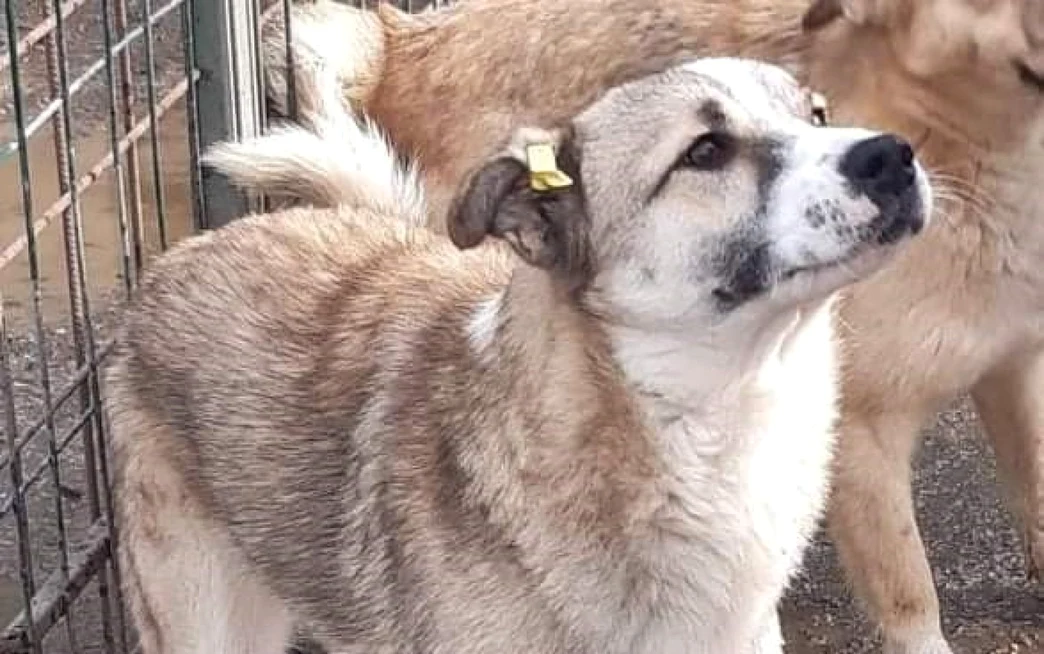 Căine fără stăpân FOTO arhiva Adevărul