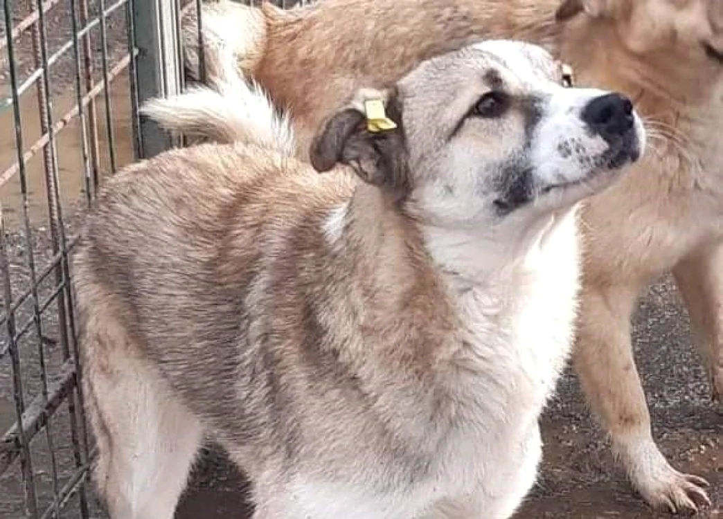 Bărbatul a fost muşcat de un câine fără stăpân. Foto Adevărul