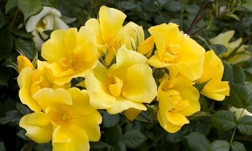 1 69231 original jpg jpeg