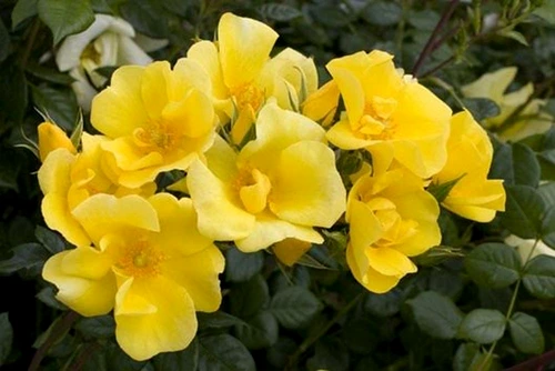 1 69231 original jpg jpeg